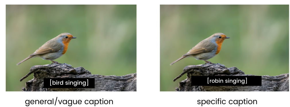 two images of a robin. The first general captions reads "bird singing". The specific caption reads "robin singing"